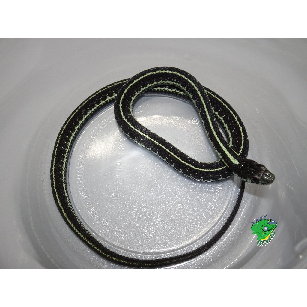 Short-Tail Alpine Garter Snake – Juvenile – Strictly Reptiles Inc.