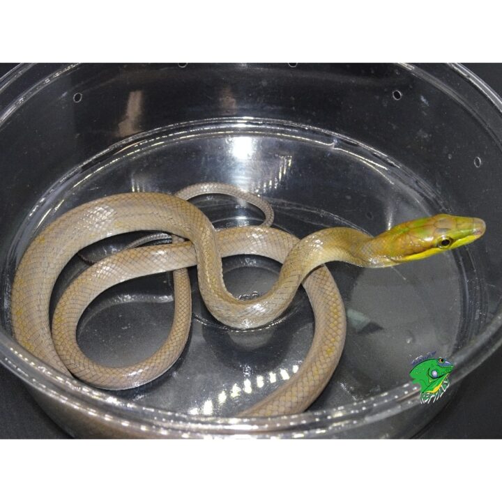 Silver Red Tail Green Rat Snake - Juvenile to Adult