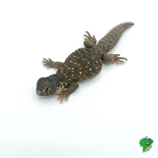 Indonesian Giant Sailfin Dragon - Adult Male - Strictly Reptiles Inc.