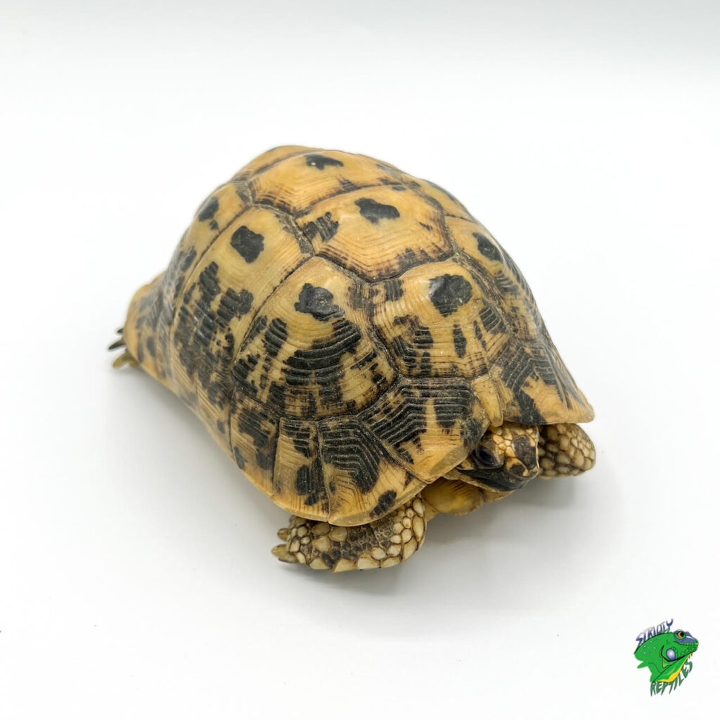 Greek Tortoise - 6 to 8 inch adult FEMALE - Strictly Reptiles