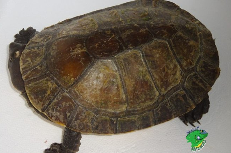 Wholesale Turtles for Sale