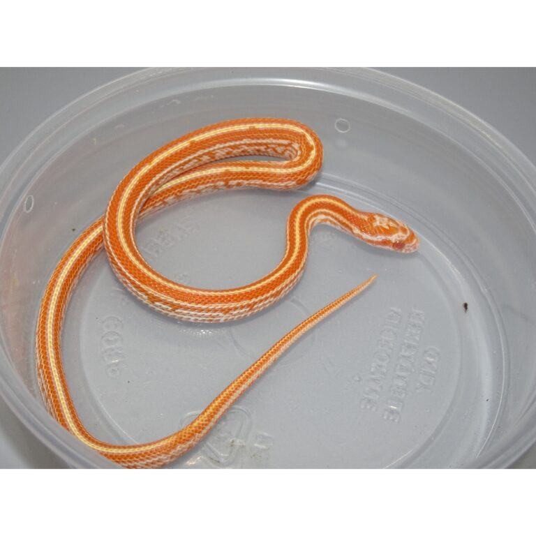 Creamsicle Tessera Corn Snake - baby - Strictly Reptiles