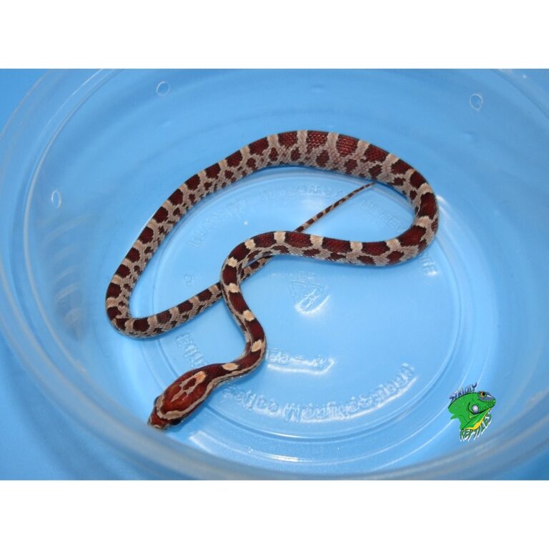 Het Palmetto Corn Snake - baby - Strictly Reptiles