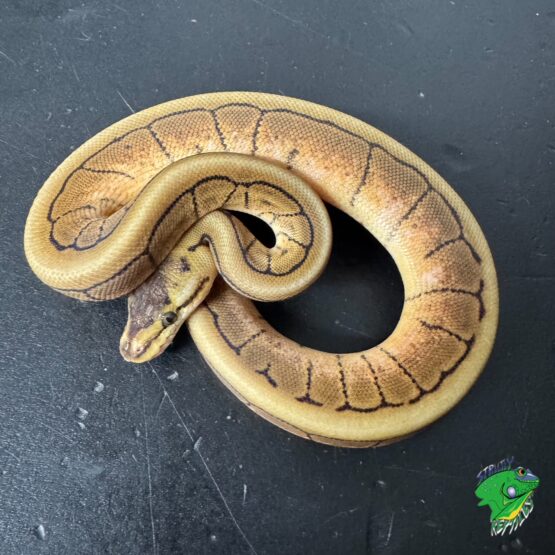 Yellow Bellied Spinner Ball Python - cb baby