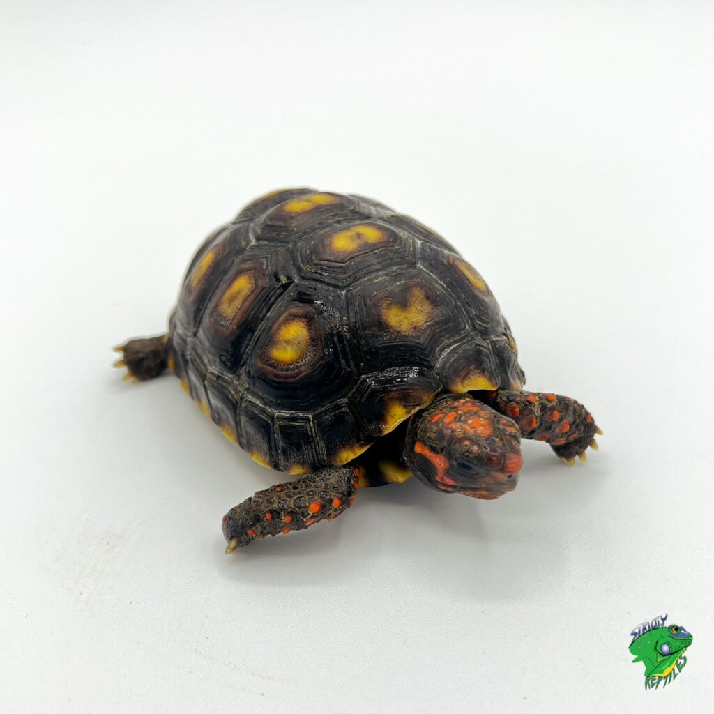 Sulcata Tortoise - cb baby - Strictly Reptiles Inc.