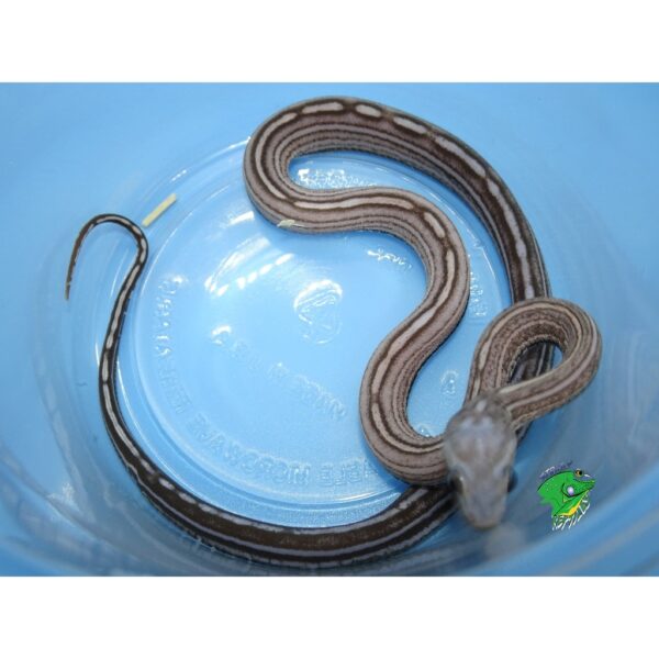 Scaleless Black Albino Tessera Corn Snake - baby - Strictly Reptiles