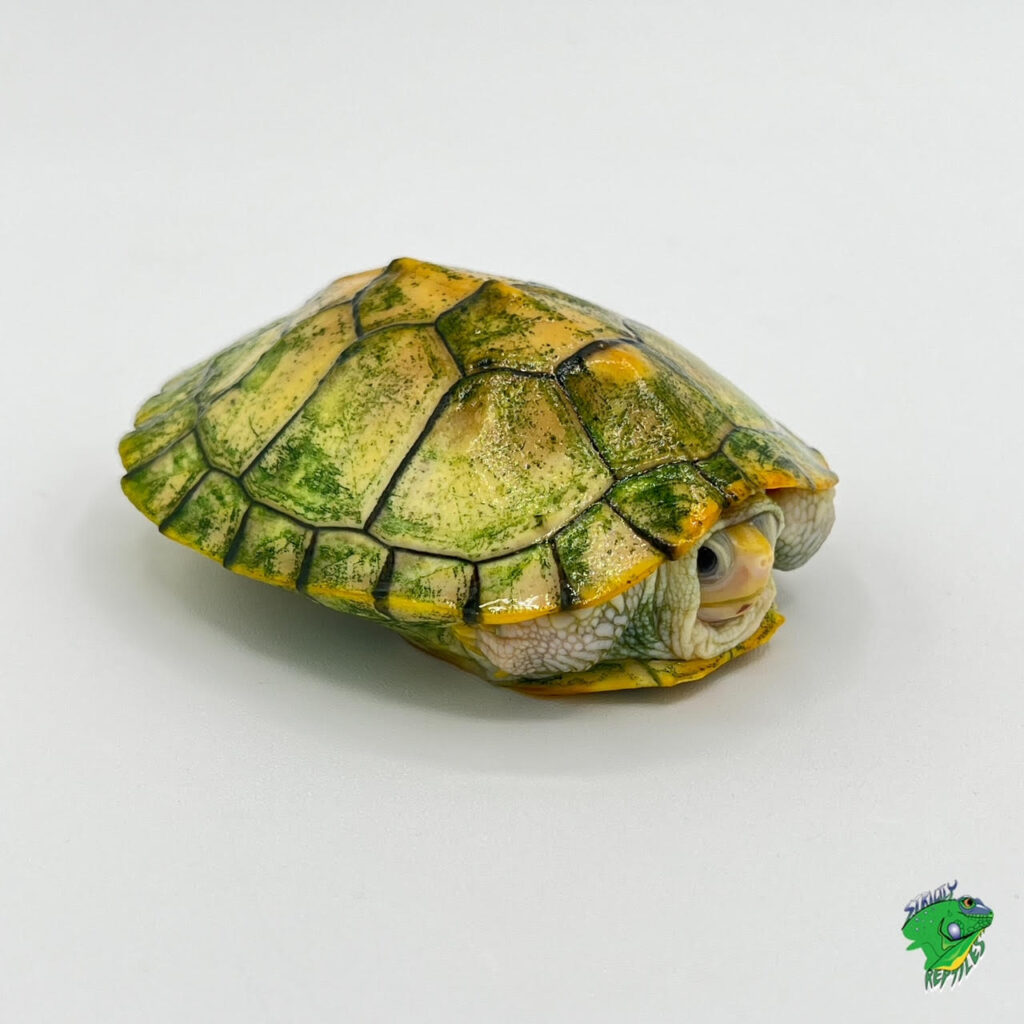 Caramel Albino Red Ear Slider - 2 to 3 inch - Strictly Reptiles