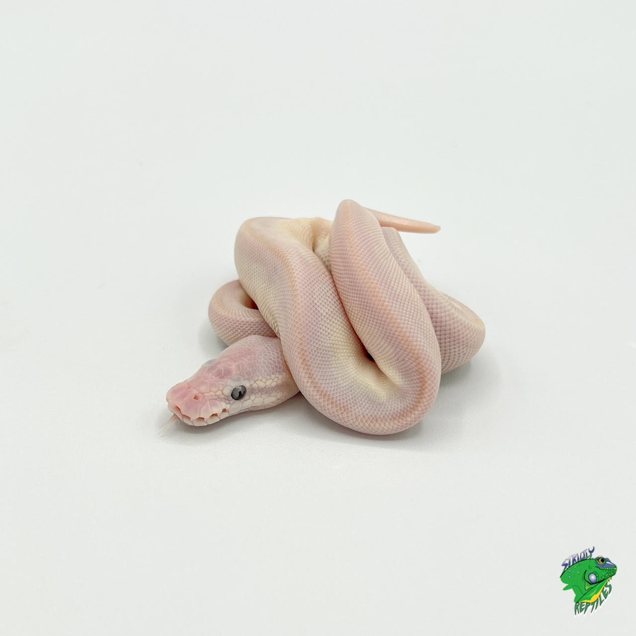 Piebald Ball Python 50 To 60 850gram Male Strictly Reptiles Inc