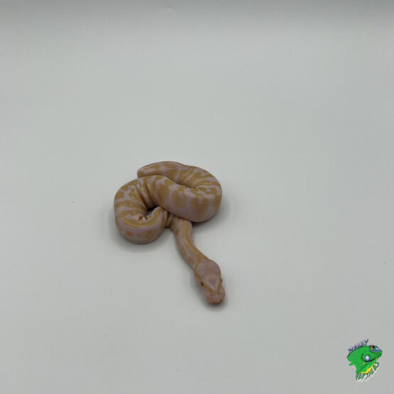 Albino Gravel Ball Python - hatchling