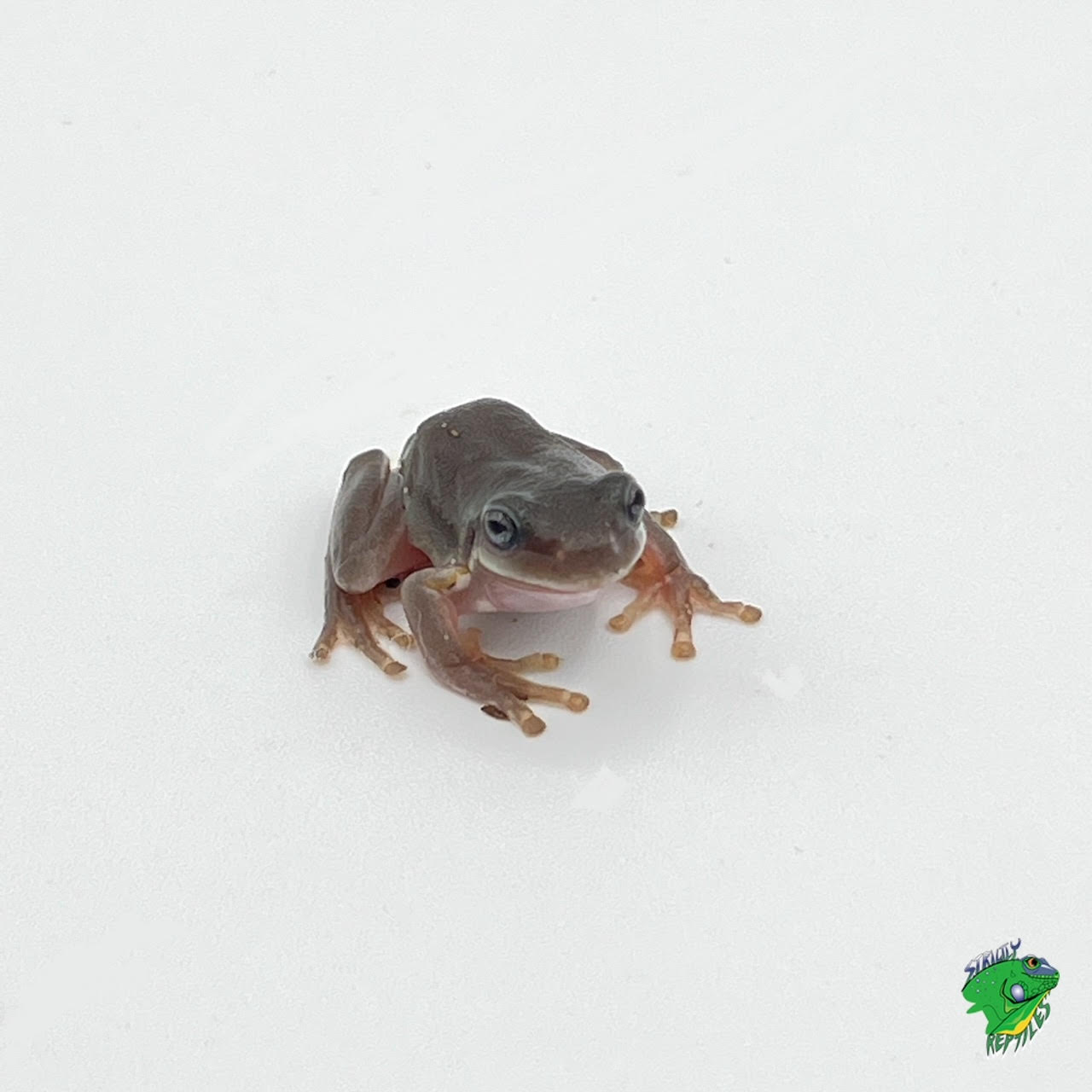Blue Eyed White's Tree Frog - cb baby - Strictly Reptiles