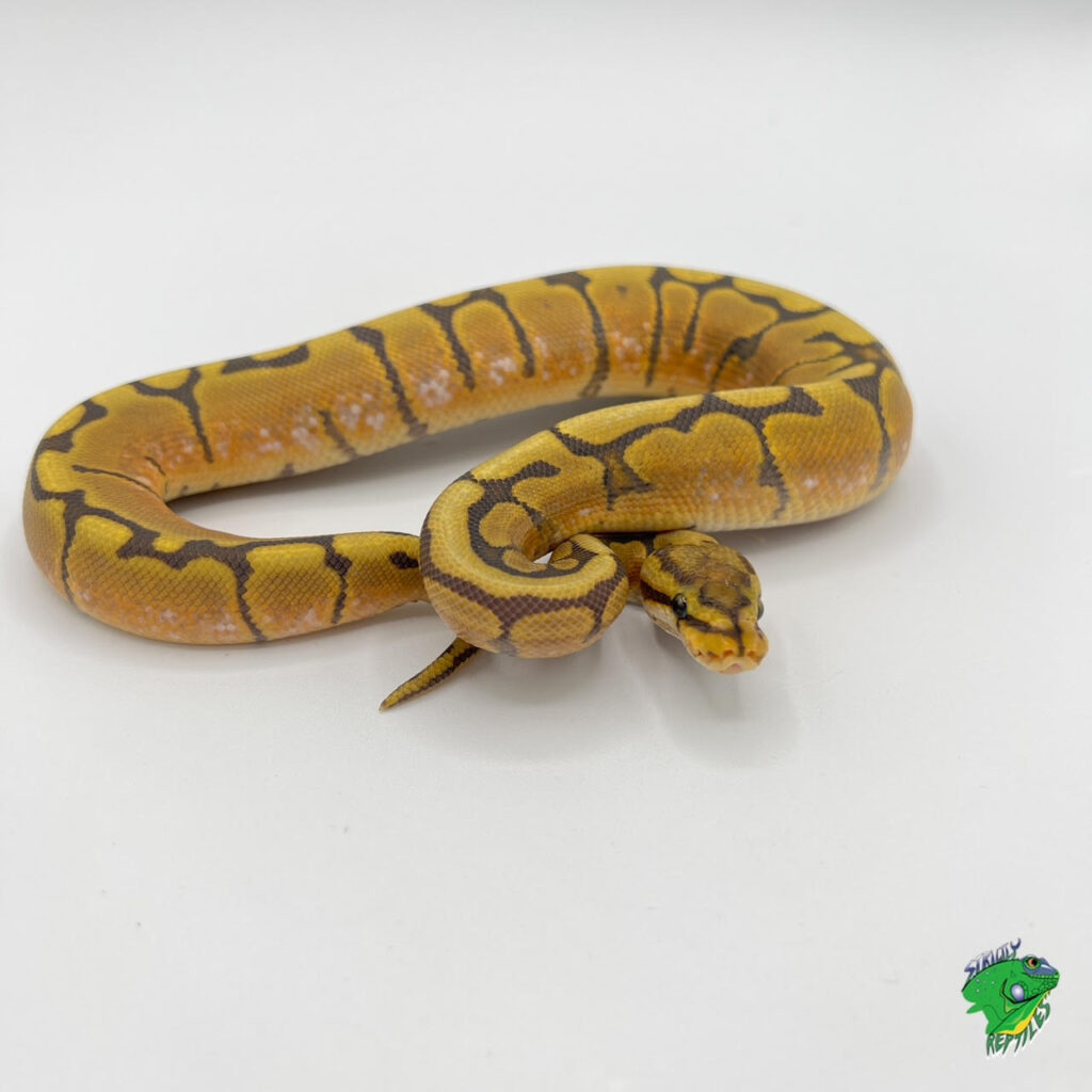 Honeybee Ball Python - baby - Strictly Reptiles