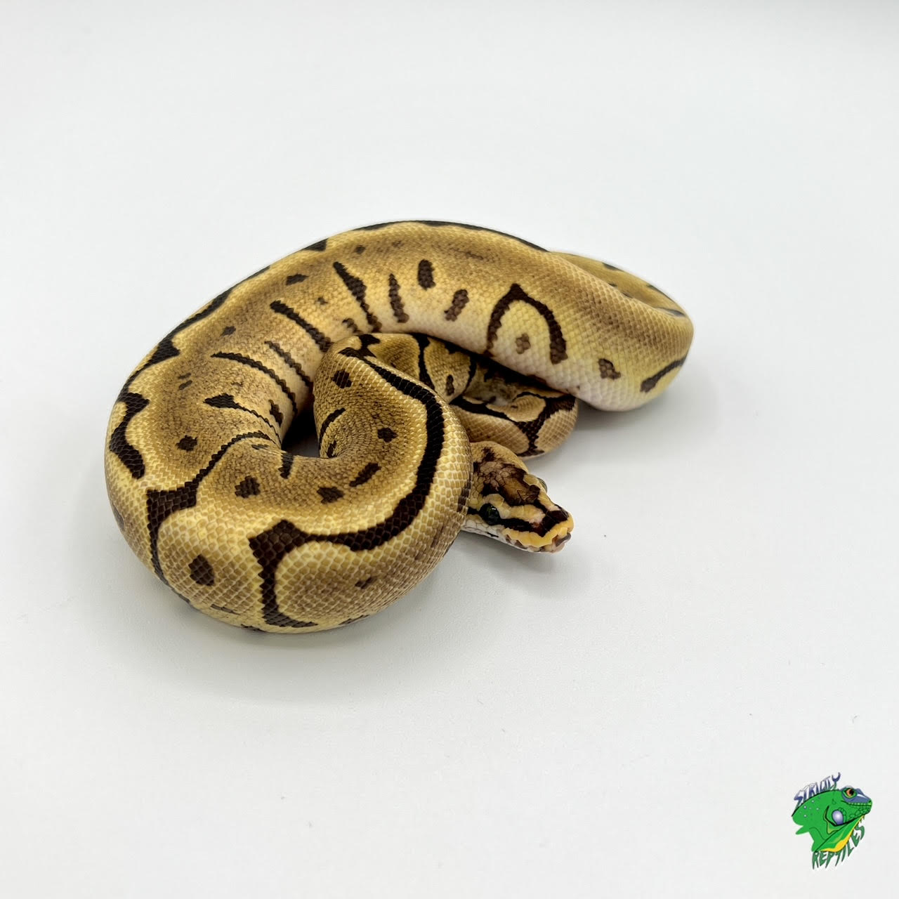 Leopard Spider Fire Ball Python - Big Baby - Strictly Reptiles Inc.