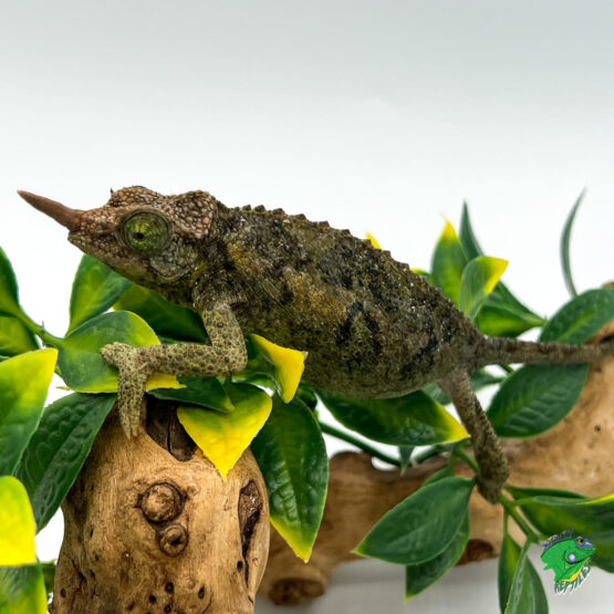 Panther Chameleon CBB Premium Juveniles- Ambilobe local – Reptile