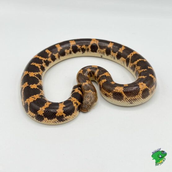 Brazilian rainbow boas - c.b. babies