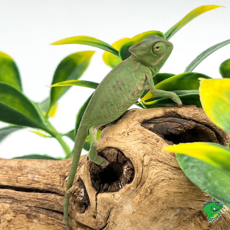 “Hi” White Pied Veiled Chameleon – small – Strictly Reptiles Inc.