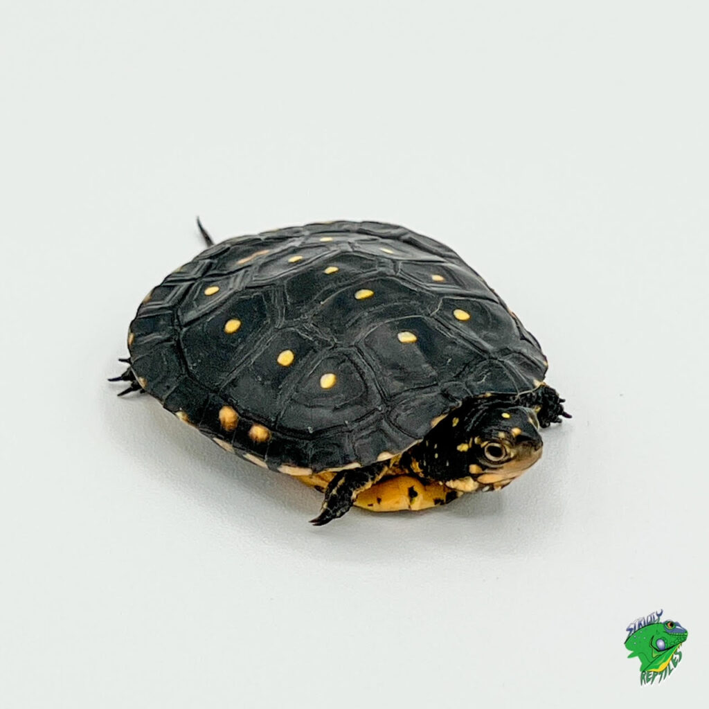 Spotted Turtle - cb baby - Strictly Reptiles