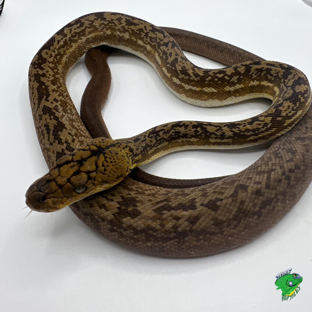 Timor Python - Juvenile - Strictly Reptiles