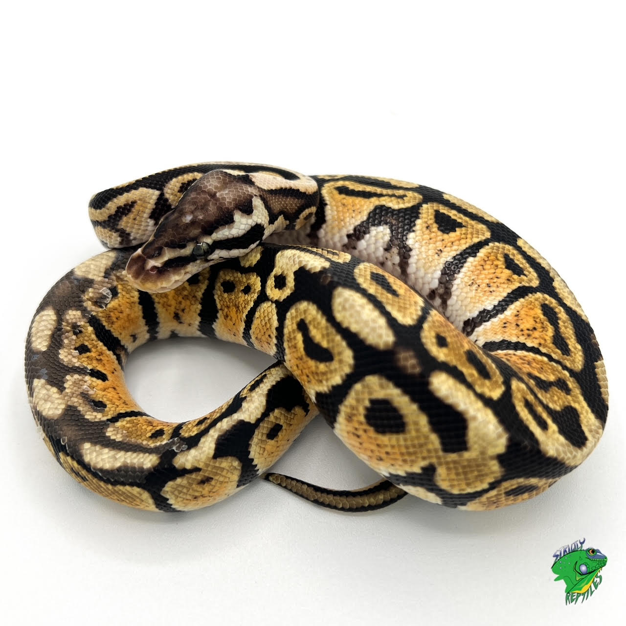 Pastel Spotnose Calico Ball Python Hatchling Strictly Reptiles Inc 