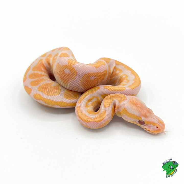 Albino Fire Ball Python - hatchling