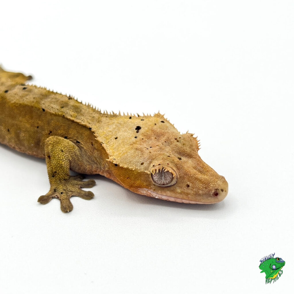 Crested Gecko – cb baby – Strictly Reptiles Inc.
