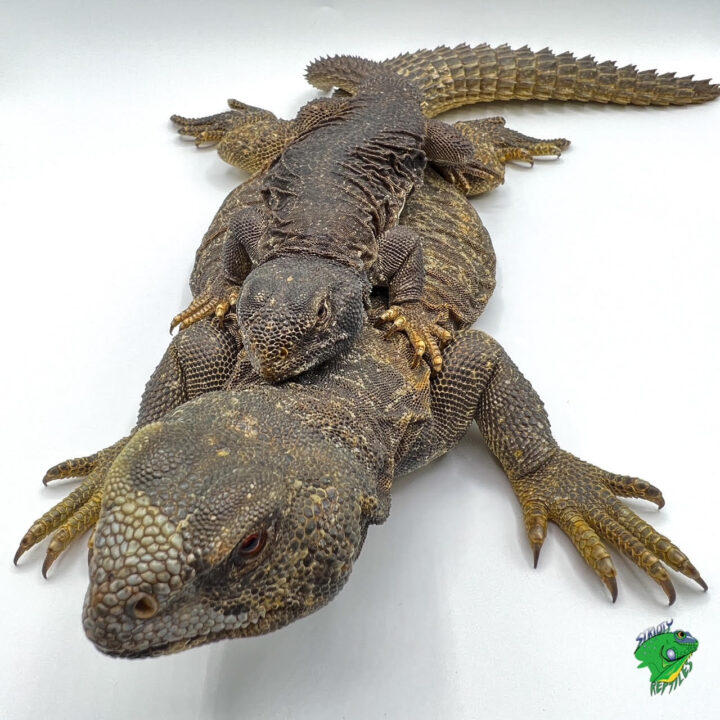 Egyptian Uromastyx - Small - Strictly Reptiles Inc.