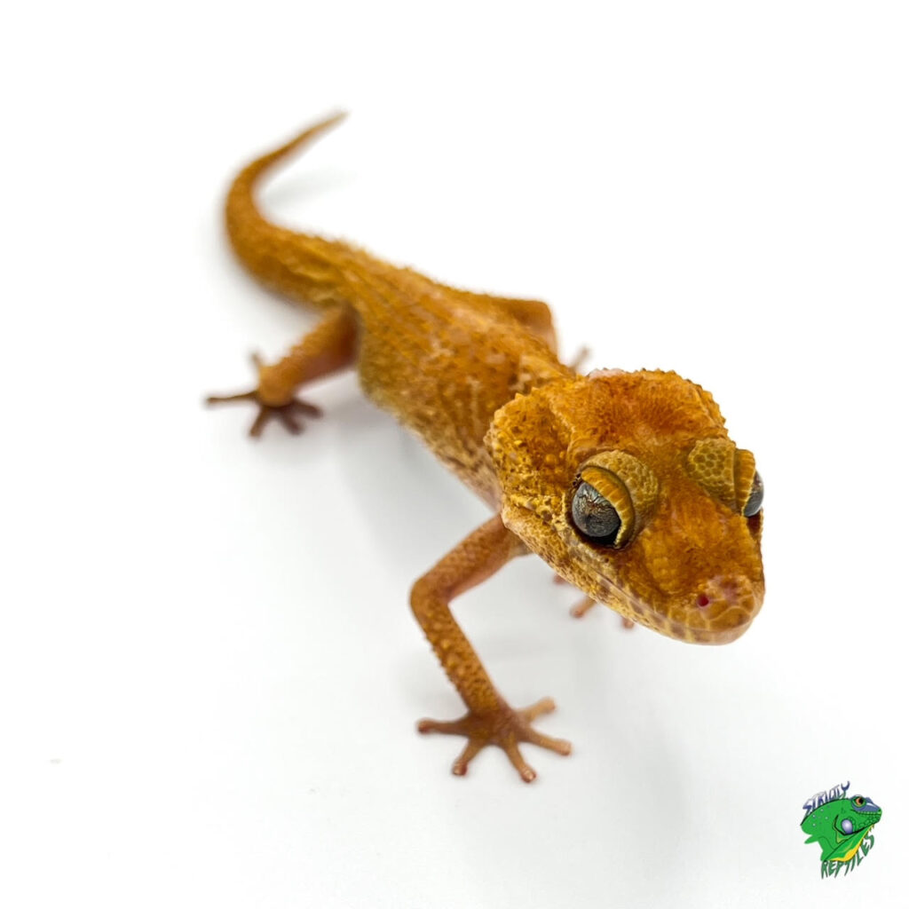 Hypo Pictus Gecko adult - Strictly Reptiles