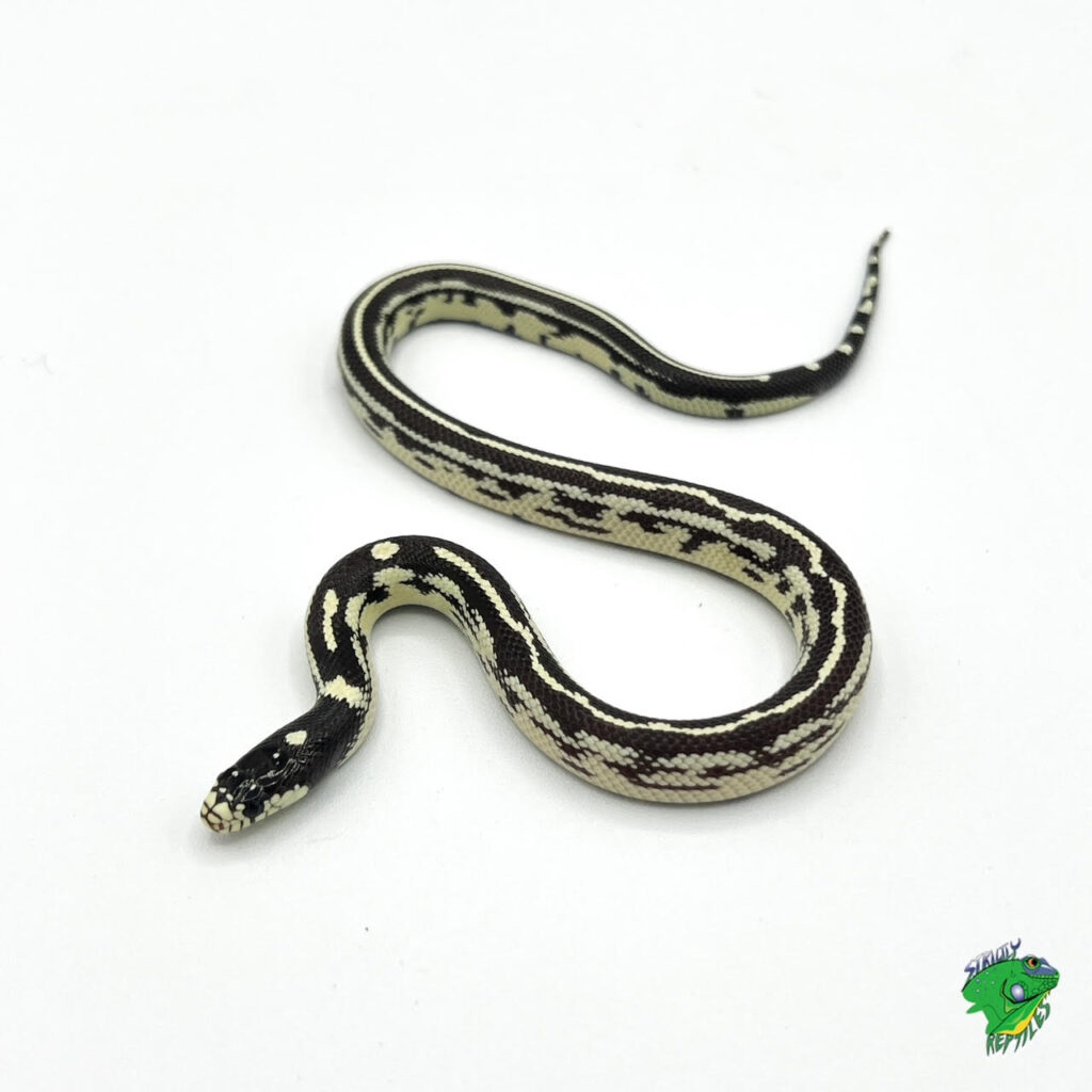 Hypo Striped California Kingsnake - baby - Strictly Reptiles Inc.