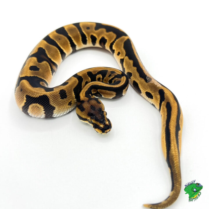 Leopard Orange Dream Ball Python -baby male