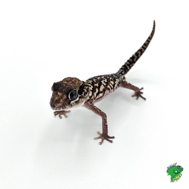 Pictus Gecko adult - male