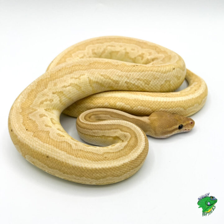 Pastel Highway Ball Python – baby – Strictly Reptiles Inc.