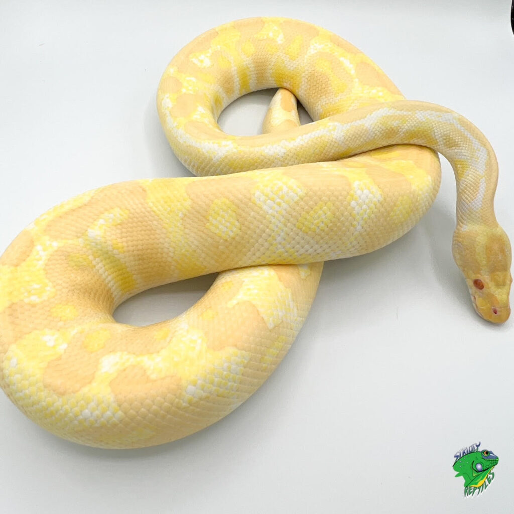 Toffino Ball Python - adult male - Strictly Reptiles Inc.