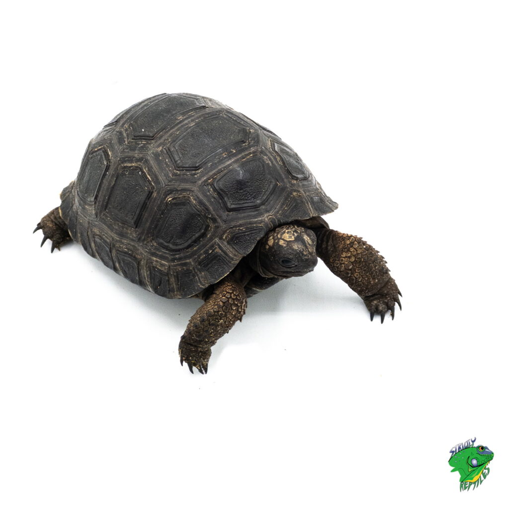 Sulcata Tortoise - cb baby - Strictly Reptiles Inc.