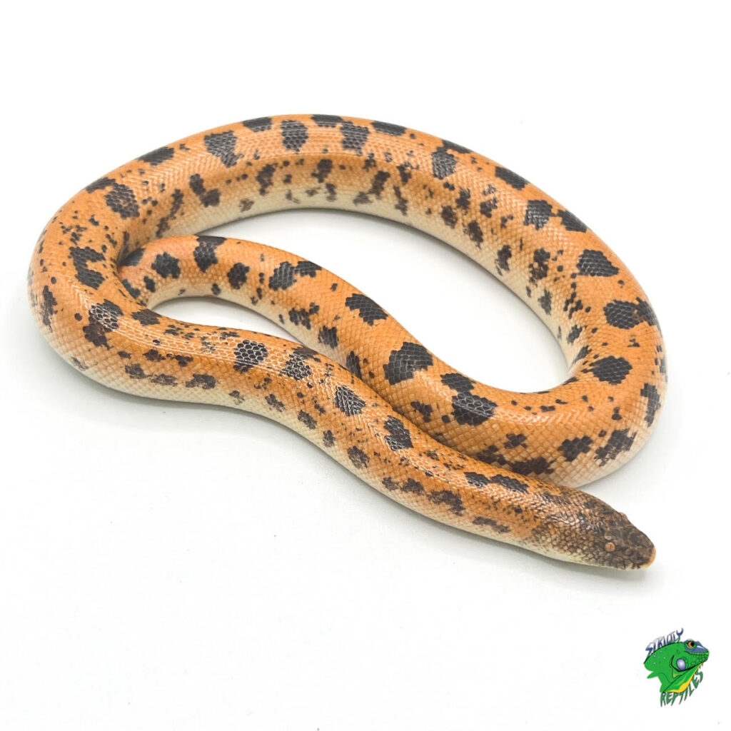 High Gold Saharan Sand Boa - adult - Strictly Reptiles