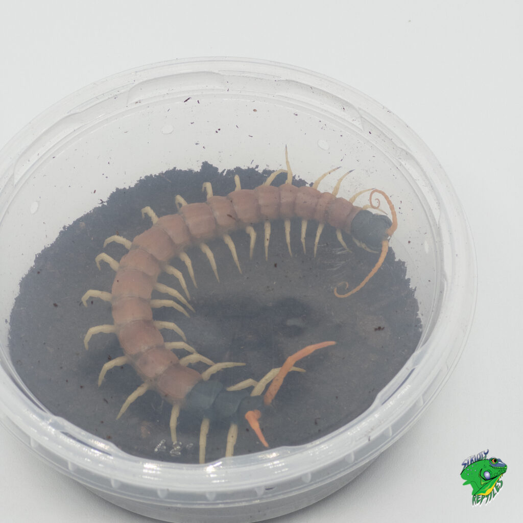 Giant Desert Centipede- adult - Strictly Reptiles Inc.