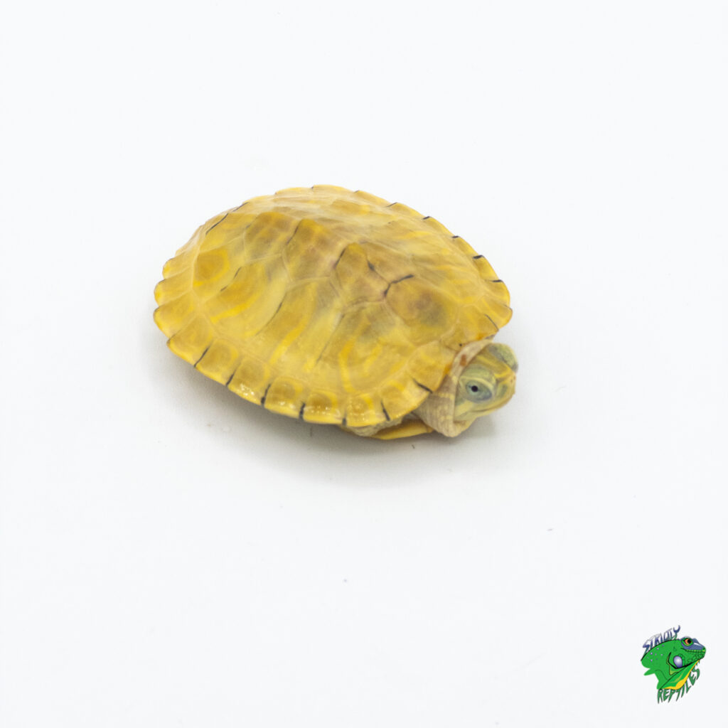 Malayan Flat-Shelled Turtles – 4 to 5 inch – Strictly Reptiles Inc.