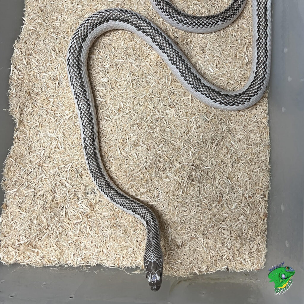 Red Tail Green Rat Snake - juvenile to adult - Strictly Reptiles Inc.