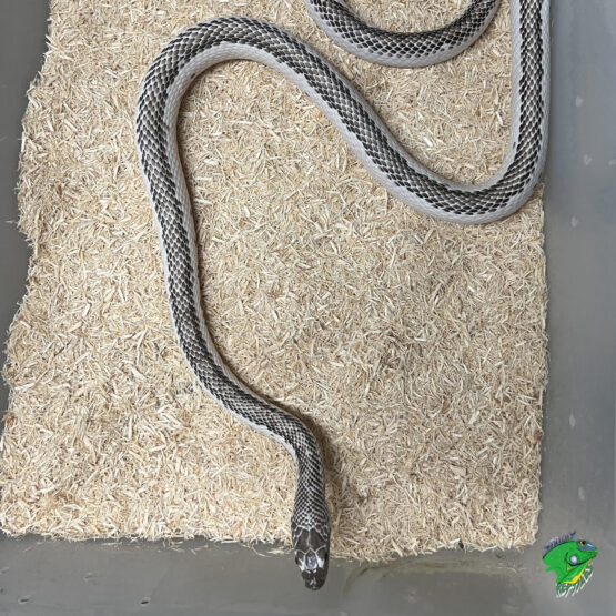 Albino Korean Rat Snakes - cb baby males - Strictly Reptiles Inc.