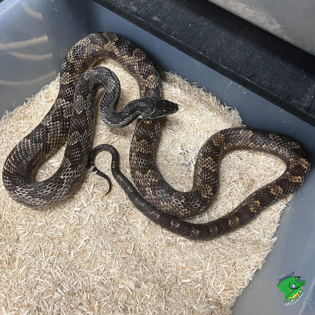 Assorted Rat Snake - adult male - Strictly Reptiles