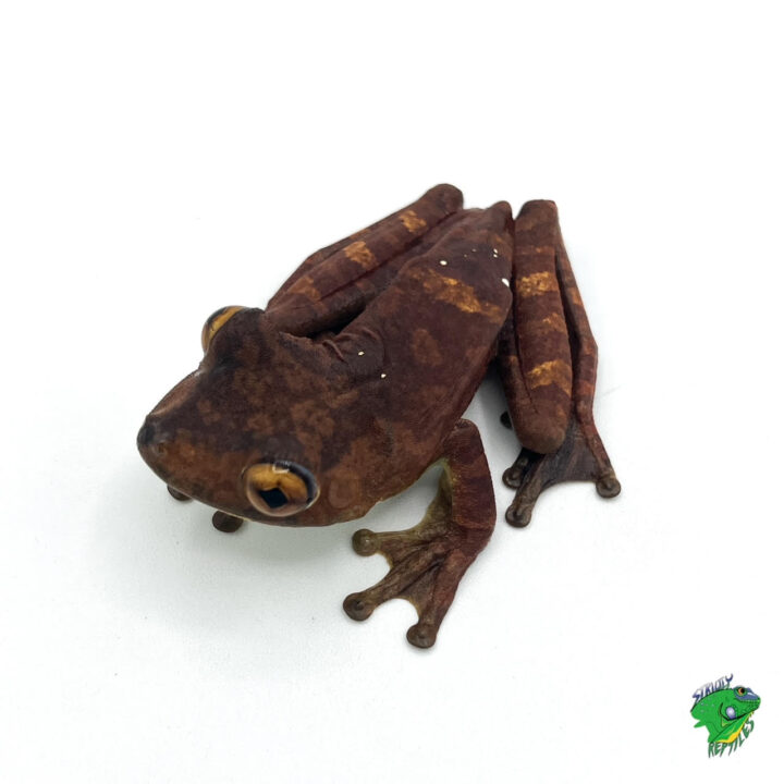 Gladiator Tree Frog -  juvenile to adult