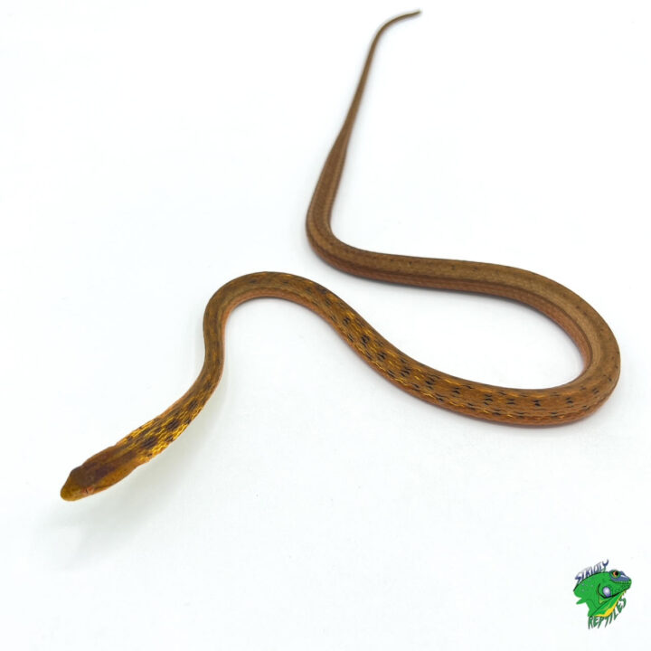 Suriname Mock Viper - juvenile