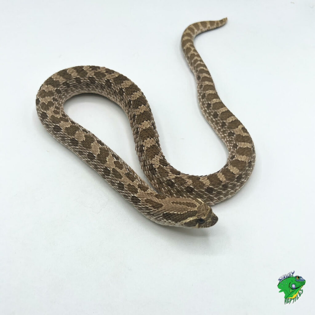 DH Toffeeglow Western Hognose - adult male - Strictly Reptiles