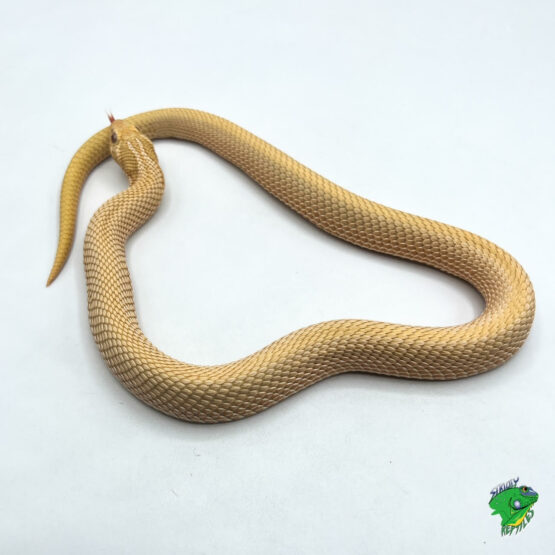 Anaconda Het Albino Western Hognose - Adult Male - Strictly Reptiles Inc.