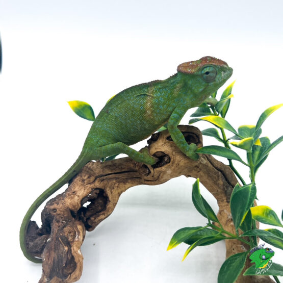 Panther Chameleon Djangoa - juvenile female - Strictly Reptiles Inc.