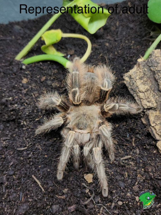 Eupalaestrus Larae Tarantula - .5 inch - Strictly Reptiles