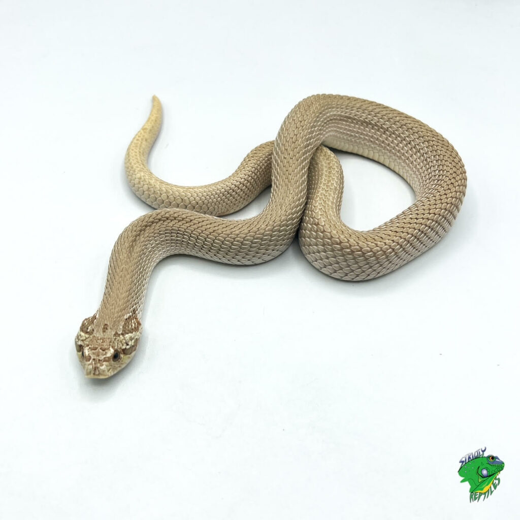 Super Frosted Western Hognose - adult male - Strictly Reptiles Inc.