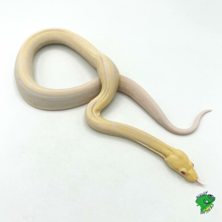 Smoke Albino Sunglow Boa - babies