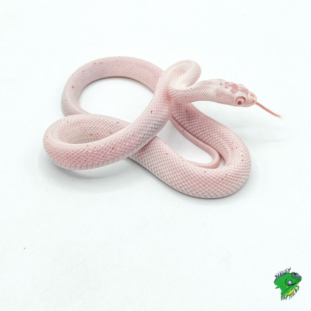 Tessera Snow Corn Snake - baby to big baby - Strictly Reptiles