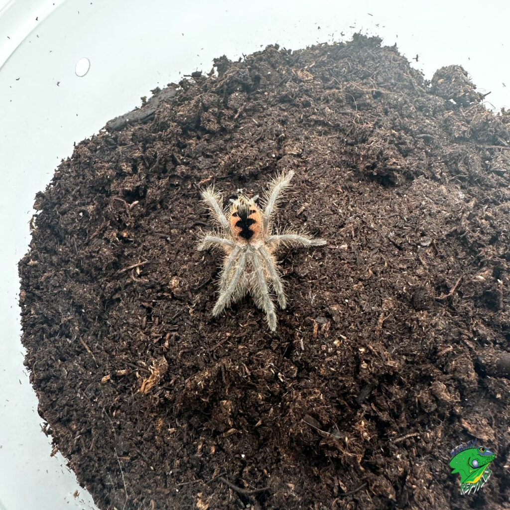 Ecuadorian Purple Bloom Tarantula 1 To 2 Inch Strictly Reptiles