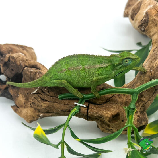 Veiled Chameleon - Big Babies - Strictly Reptiles Inc.