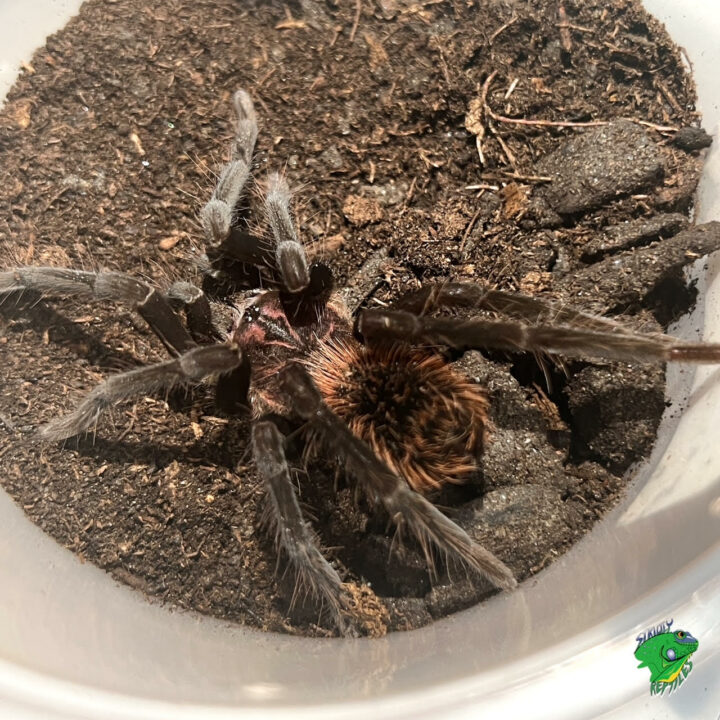 Tenebris Giant Black Tarantula - 3 to 4 inch